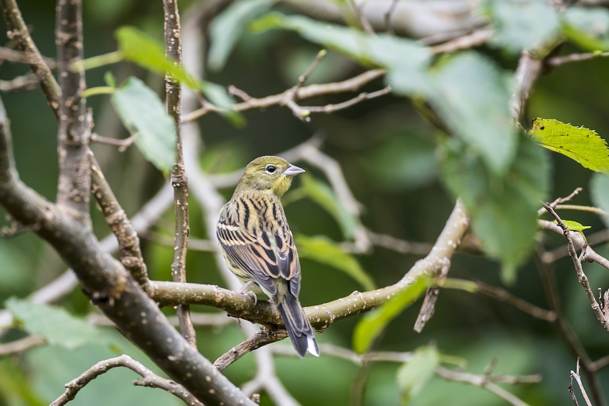 Yellow Bunting - Lin bb