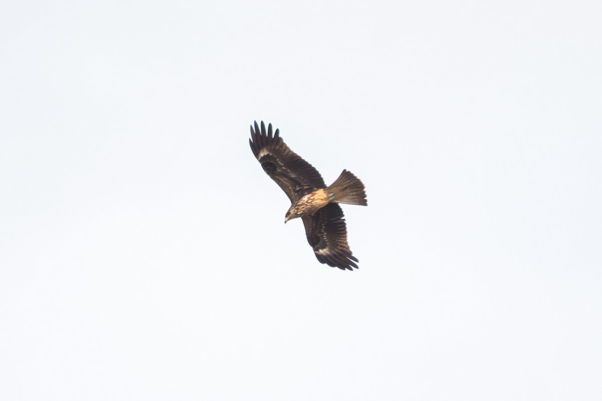 Black Kite - ML76332251