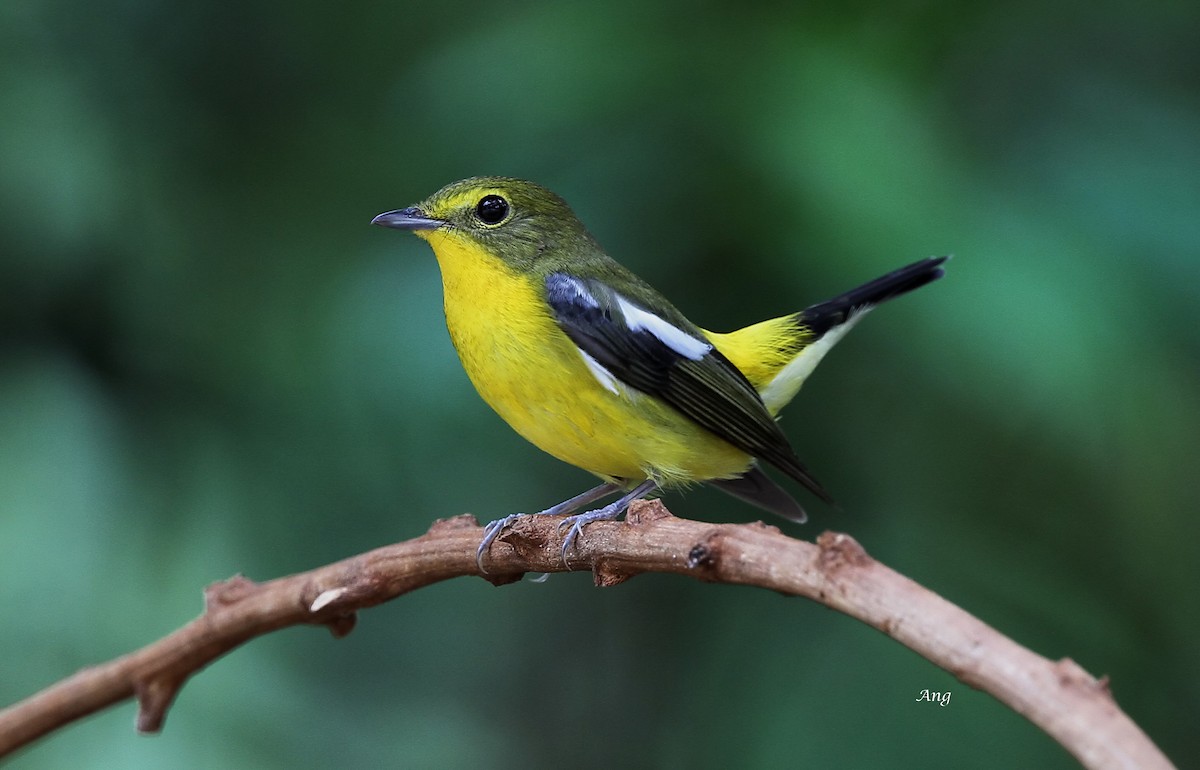 Green-backed Flycatcher - ML76332271