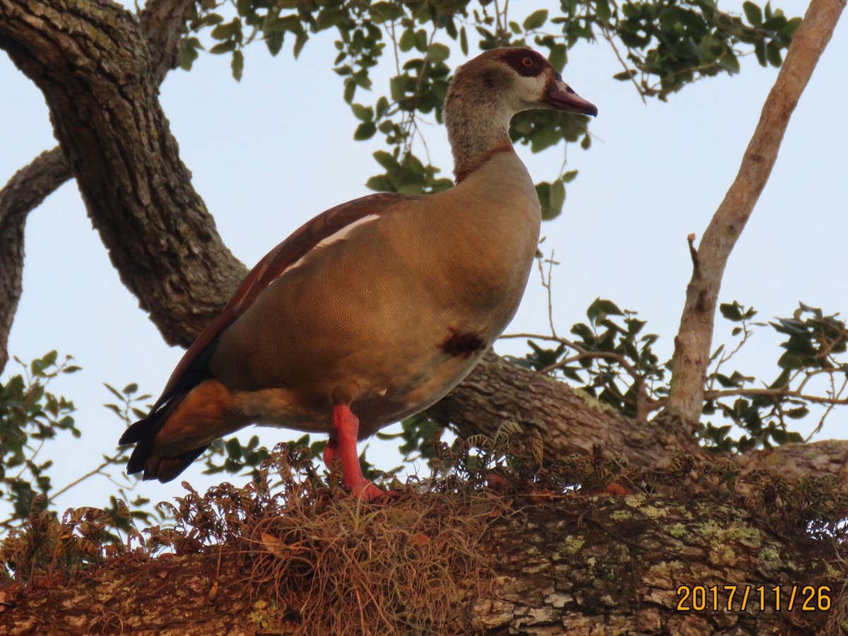 Nilgans - ML76333561