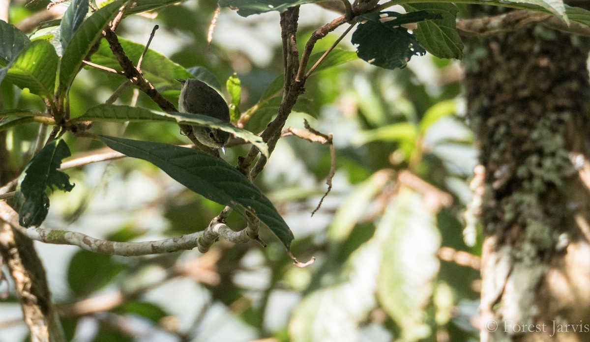 Negros Leaf Warbler - ML76333831