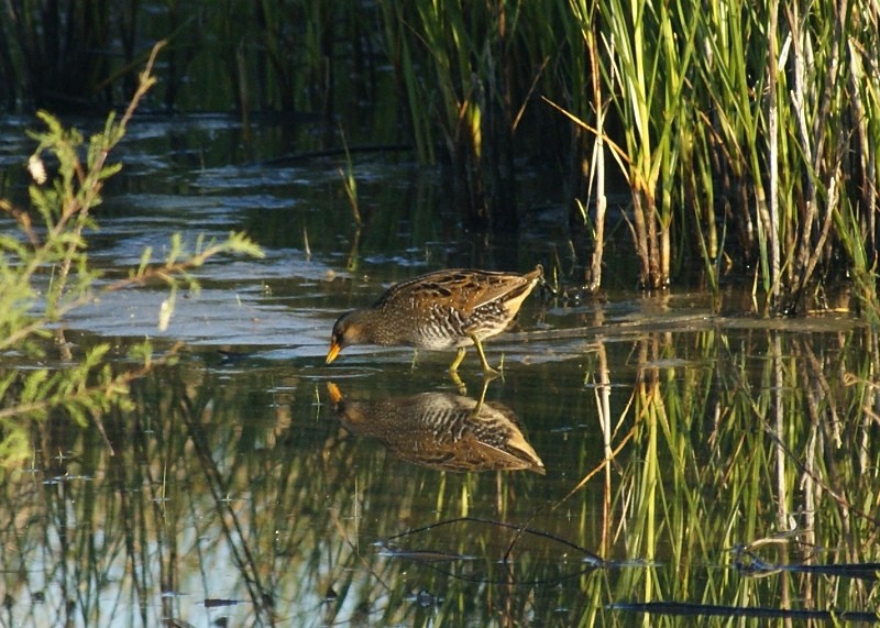 Spotted Crake - Rui Caratão