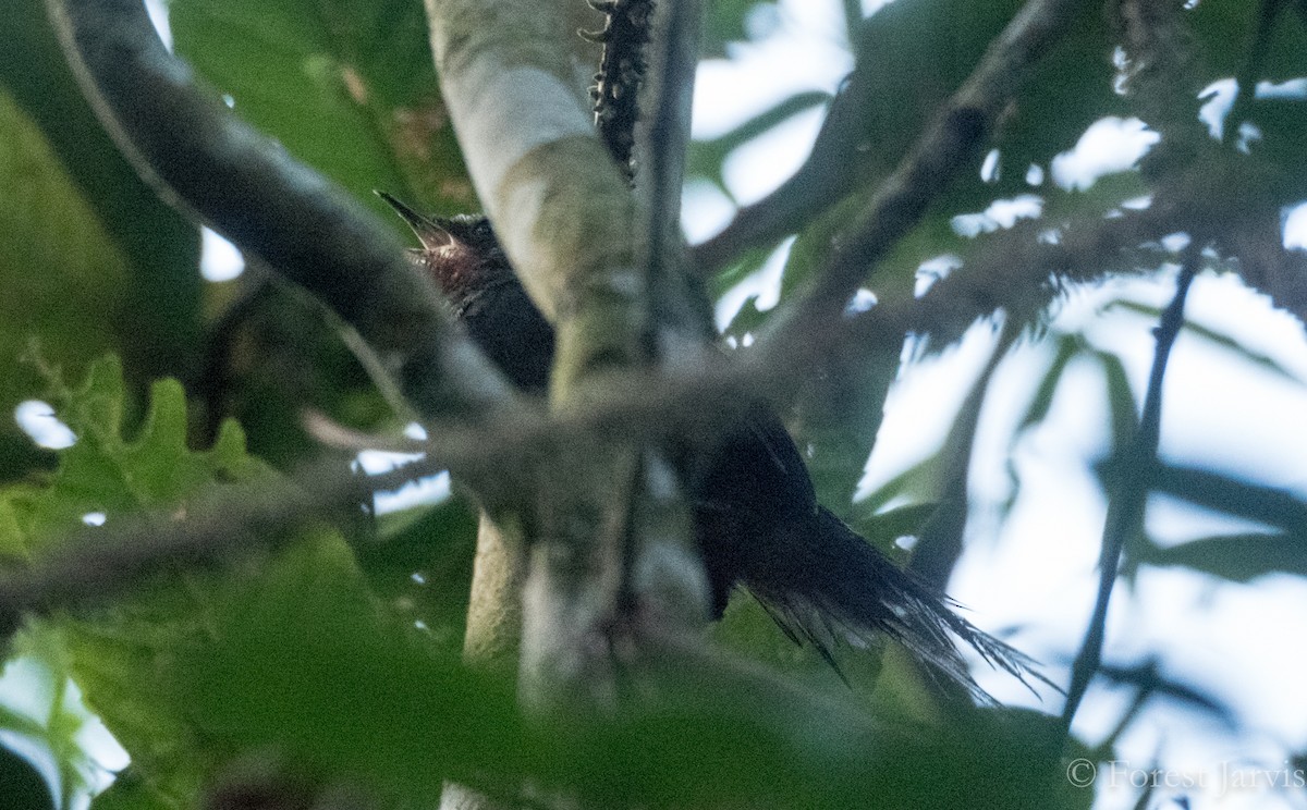 Long-tailed Bush Warbler - ML76334481
