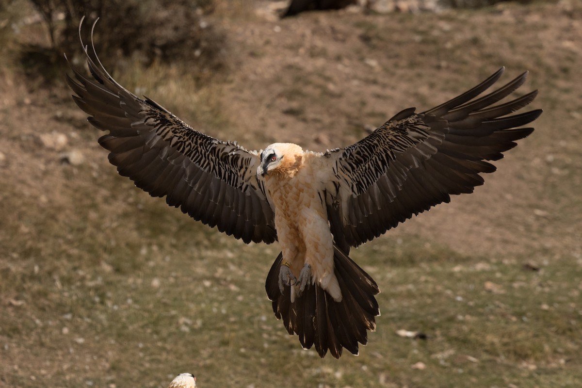 Bearded Vulture - Steve Kelling