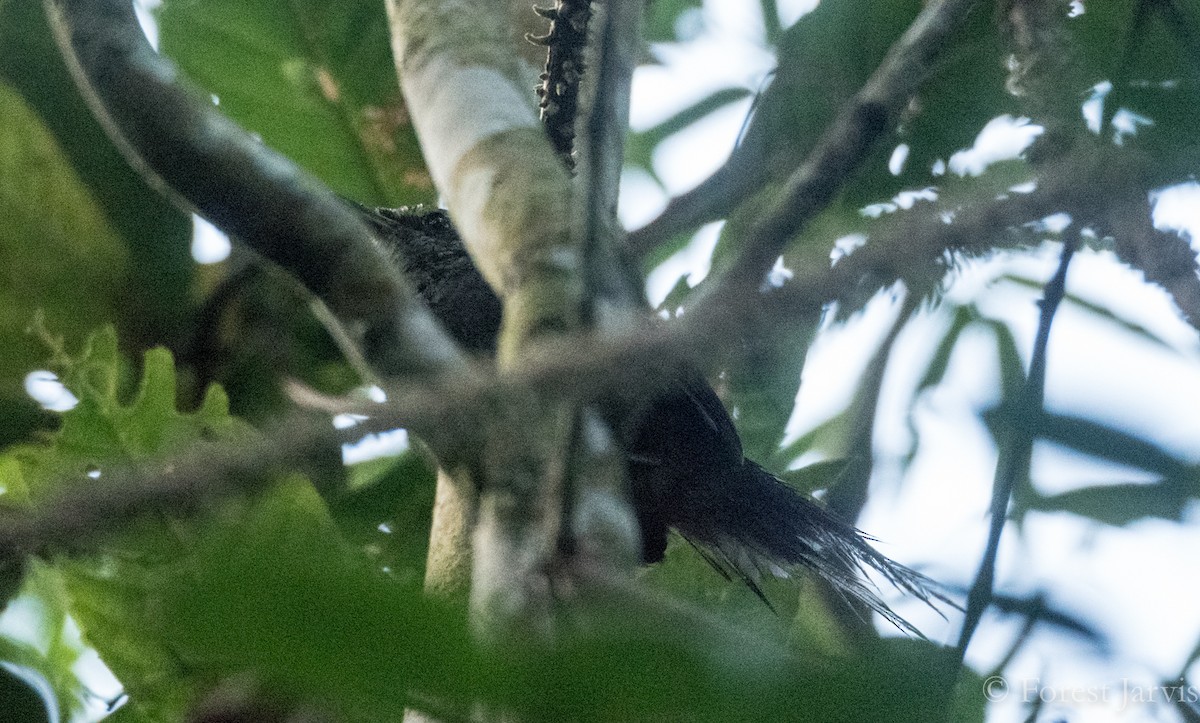 Long-tailed Bush Warbler - ML76334531