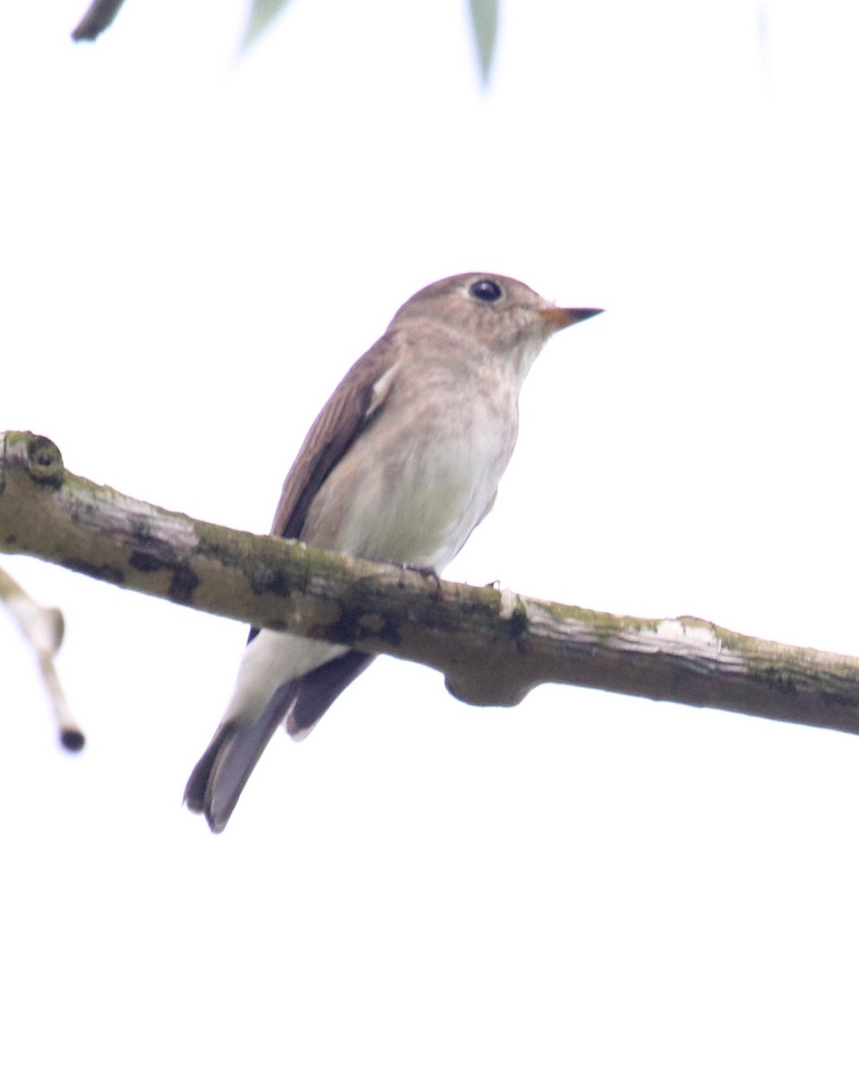 Asian Brown Flycatcher - Siti Sutedjo