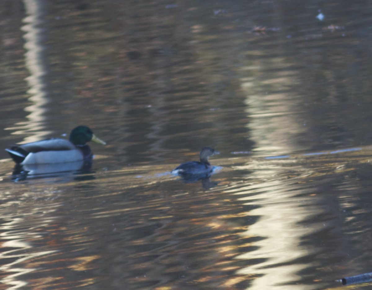 Pied-billed Grebe - ML76335191