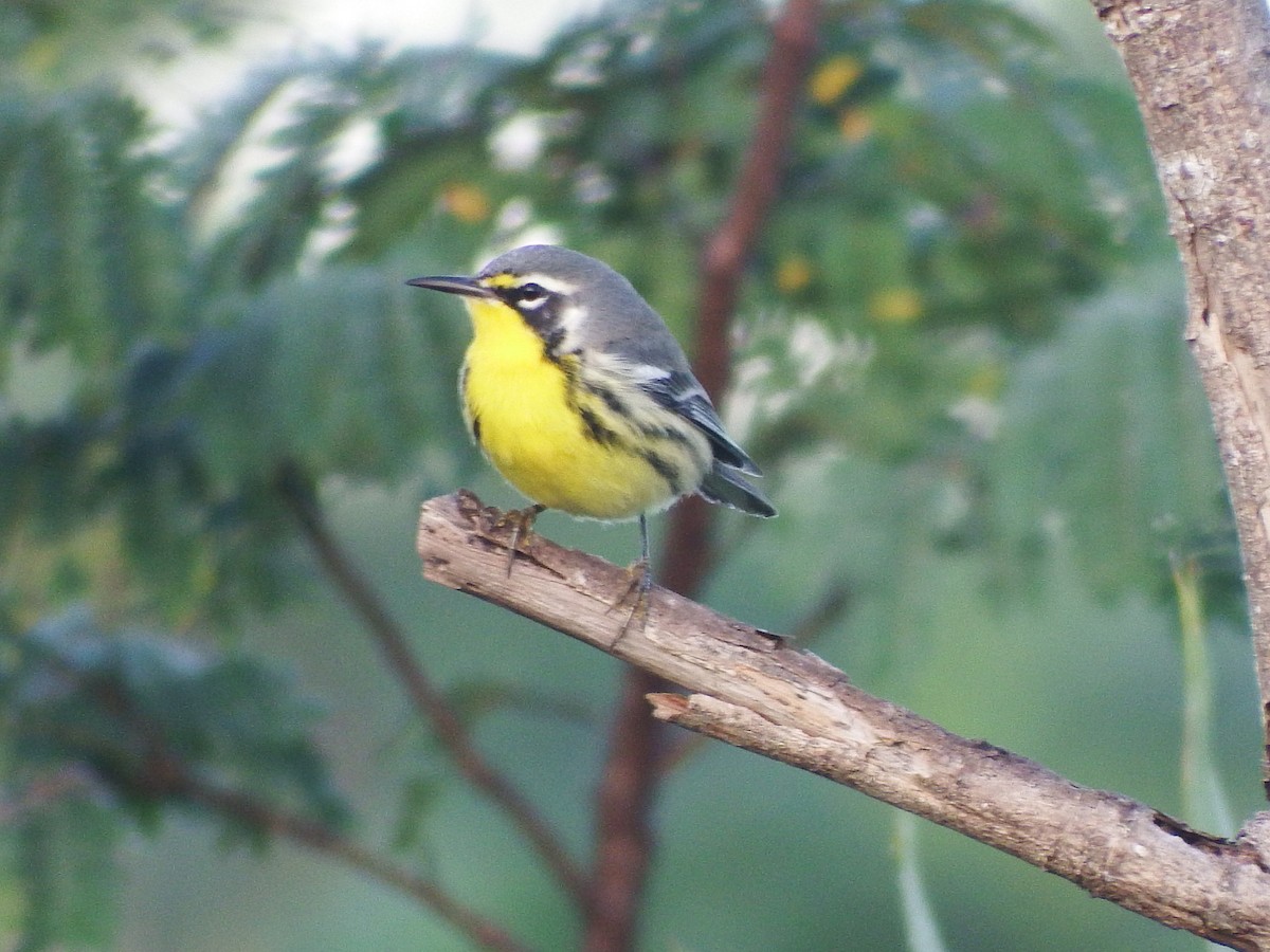 Bahama Warbler - ML76335281