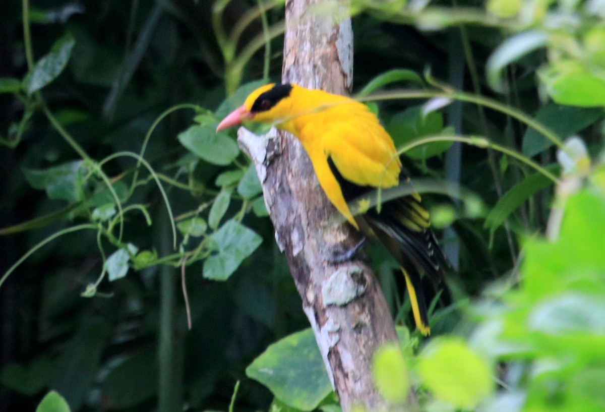 Black-naped Oriole - Siti Sutedjo