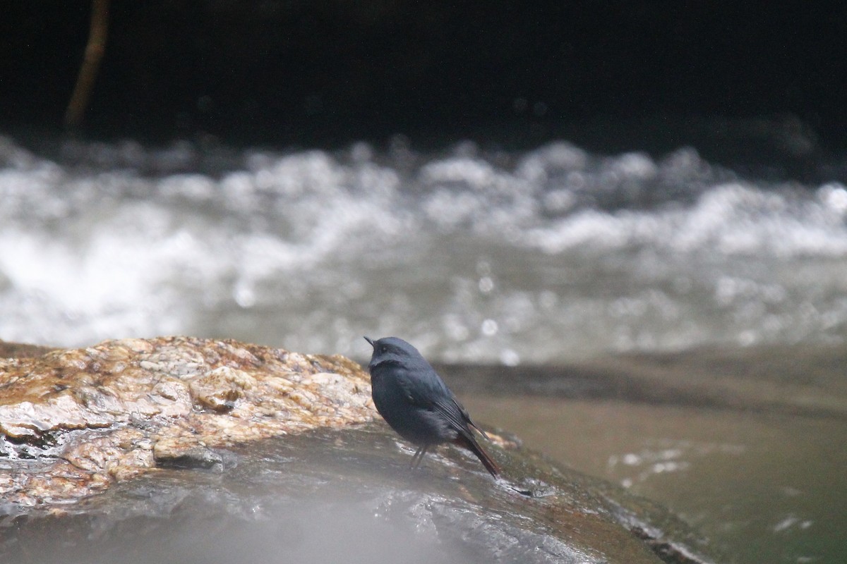 Plumbeous Redstart - Doug Kibbe