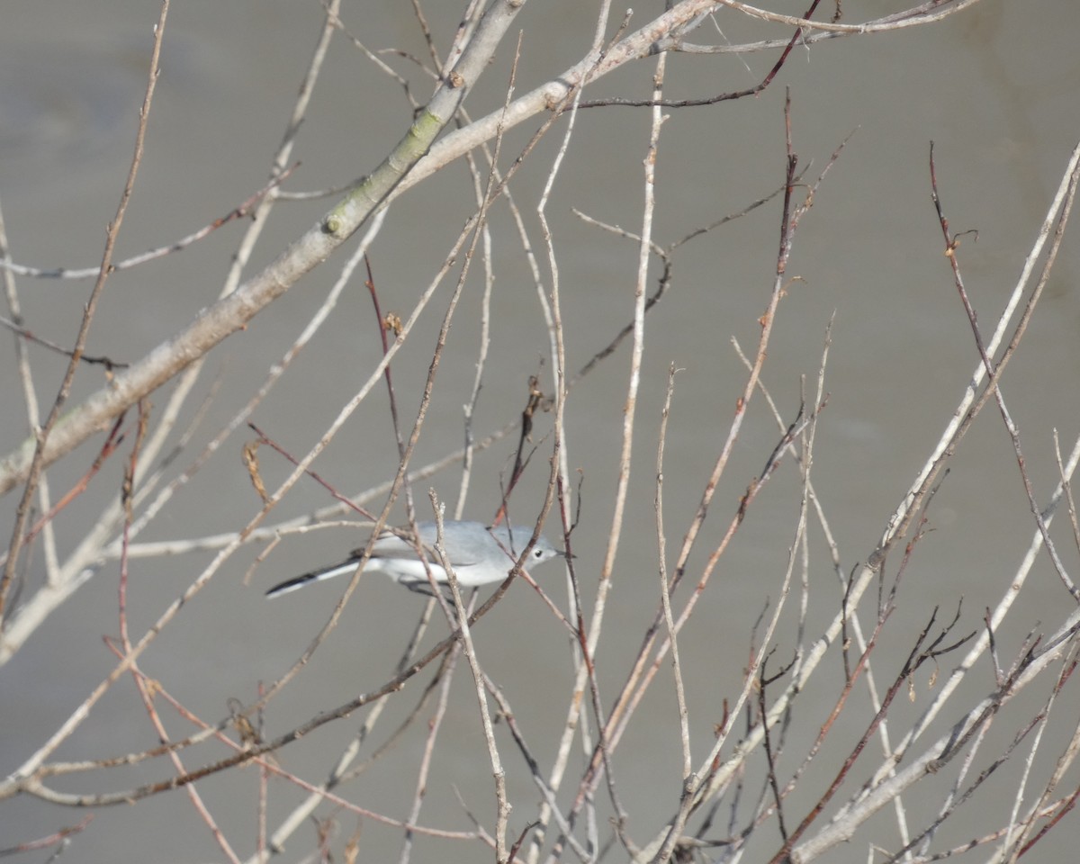 Blue-gray Gnatcatcher - Kathy Woolsey