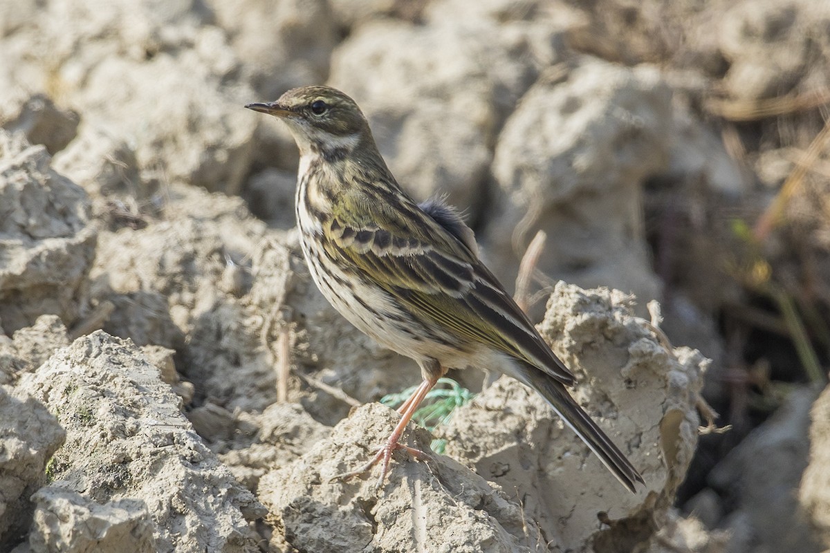 Rosy Pipit - Matthew Kwan