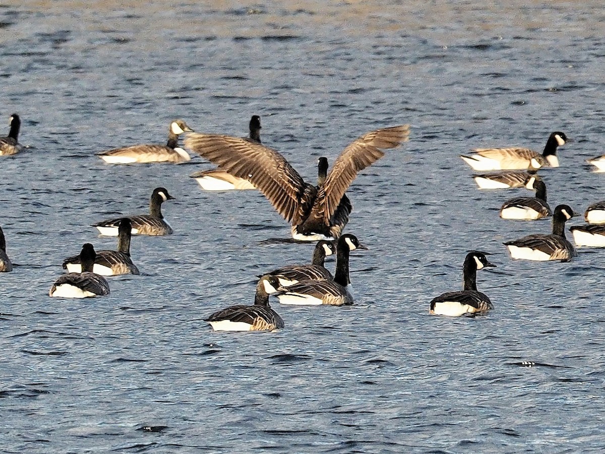 Canada Goose - ML76340451