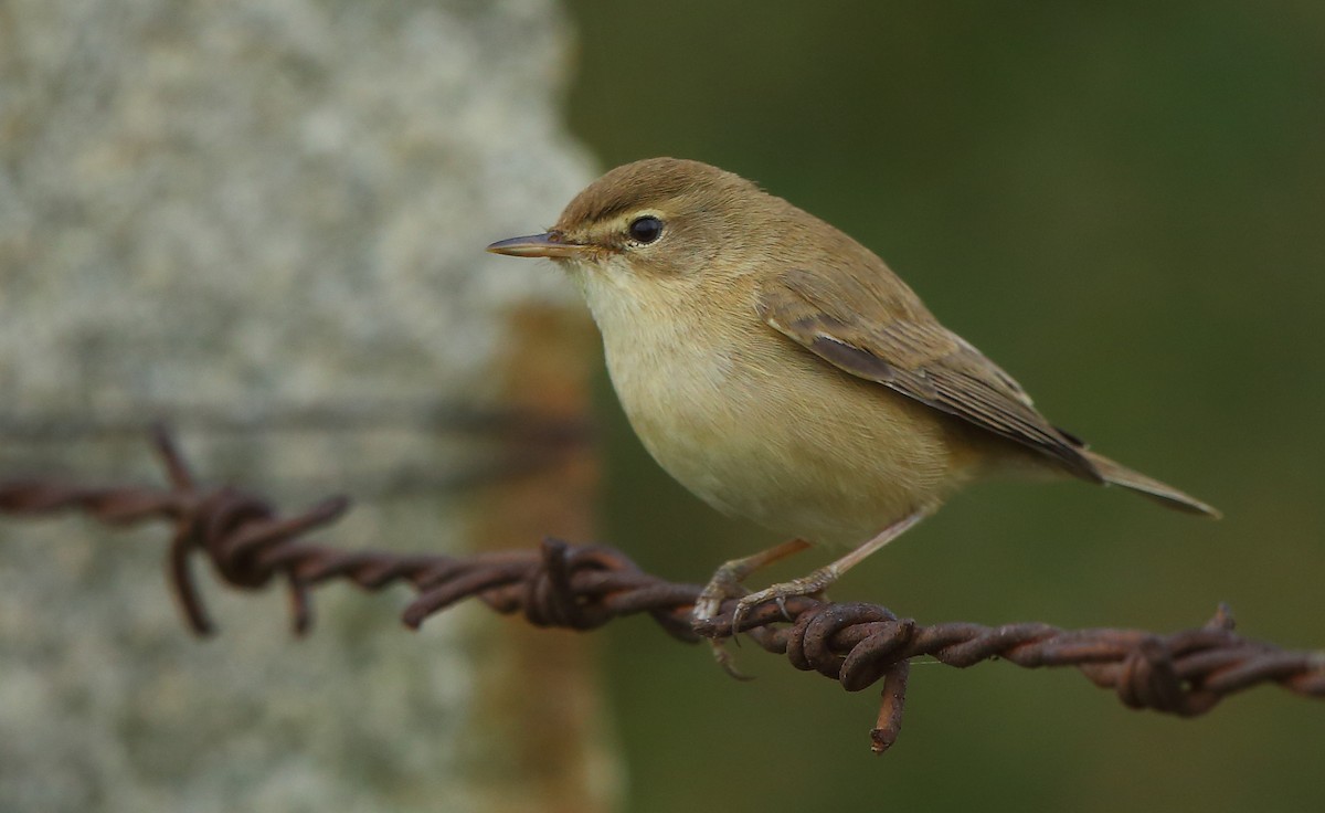 Booted Warbler - ML76340701