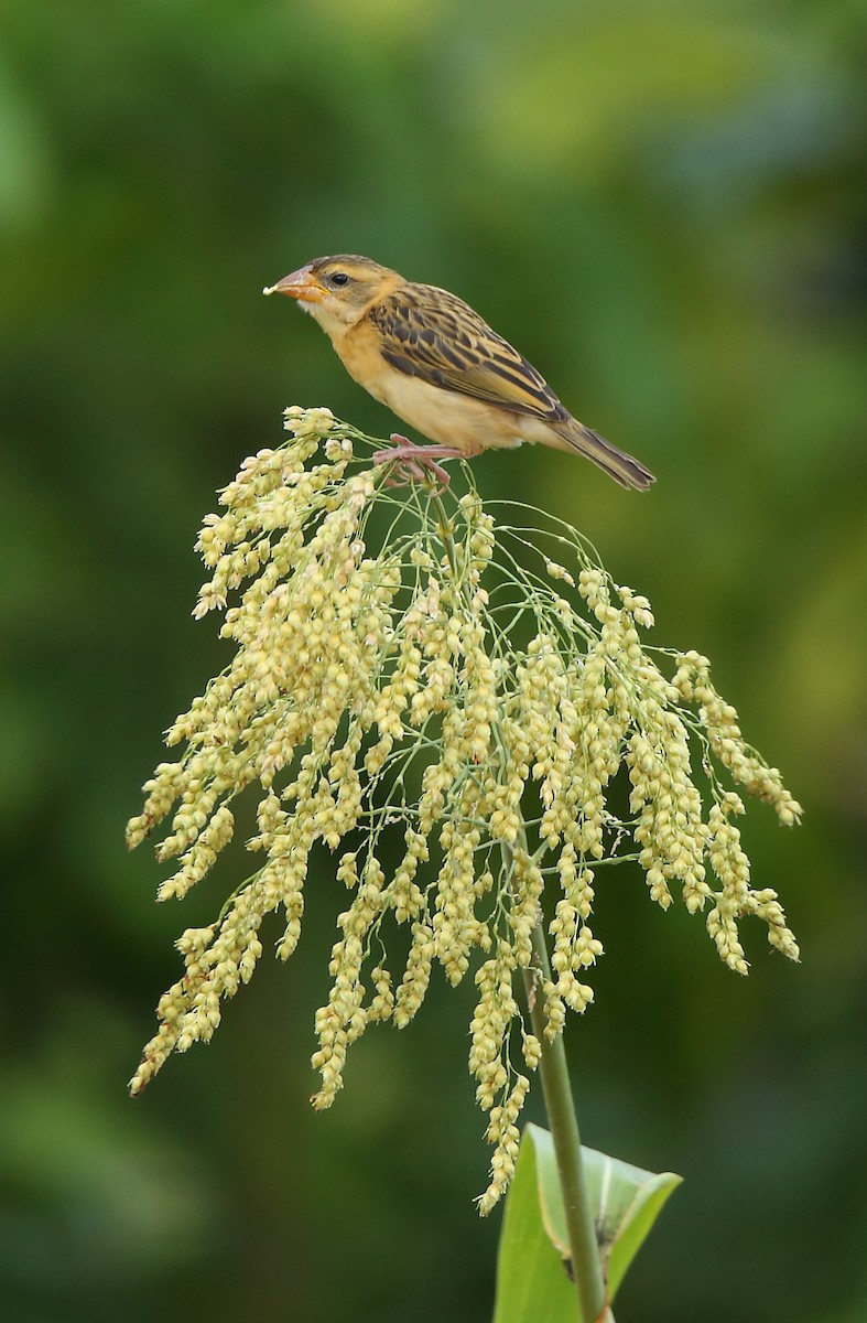 Baya Weaver - ML76340741