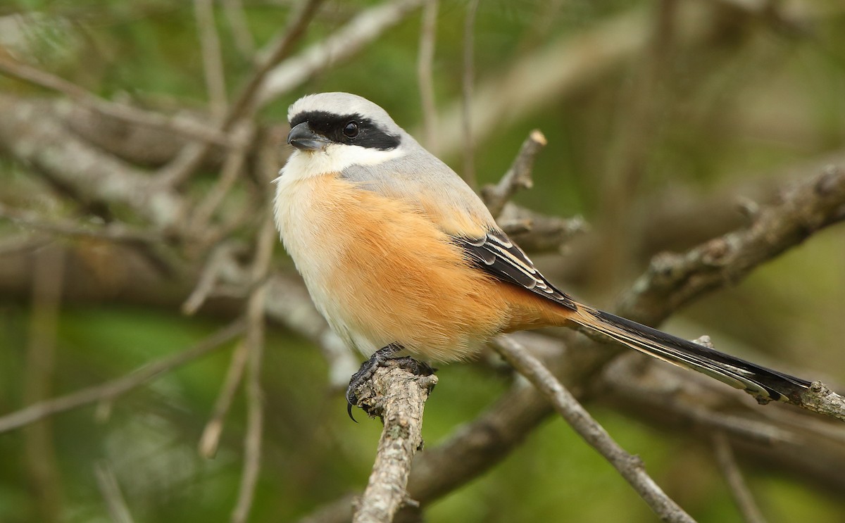 Long-tailed Shrike - ML76340761