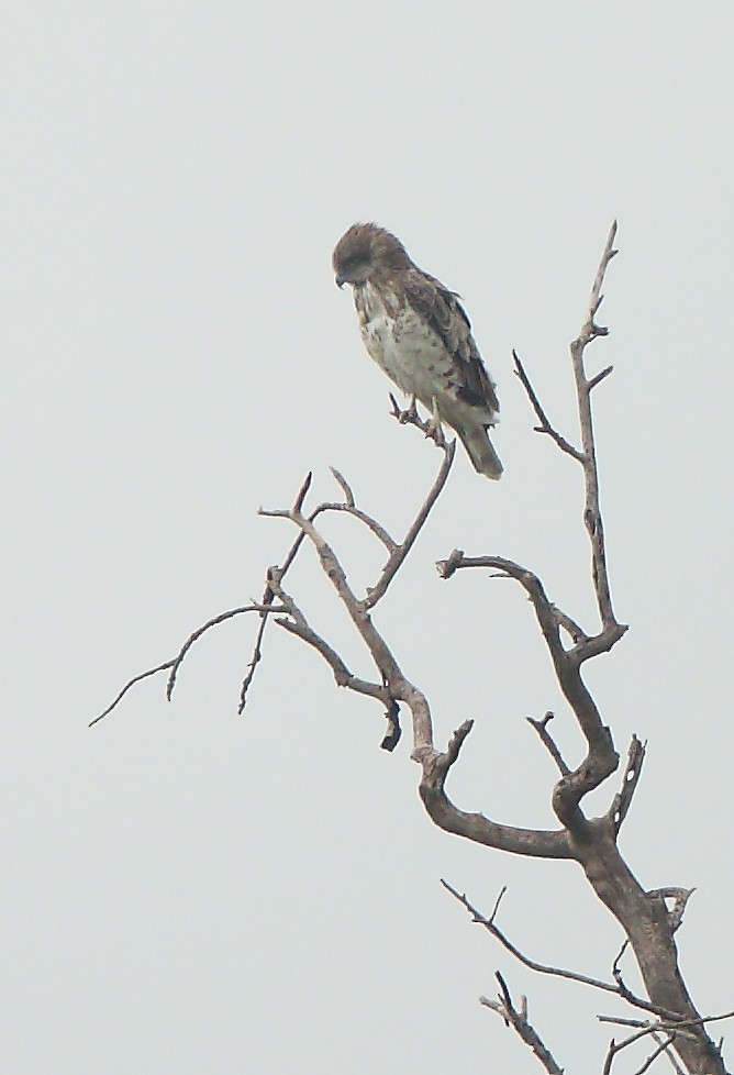 Short-toed Snake-Eagle - ML76340771