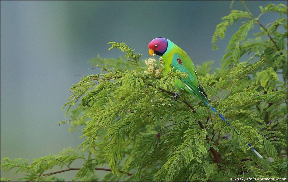 Папужець фіолетовоголовий - ML76340791