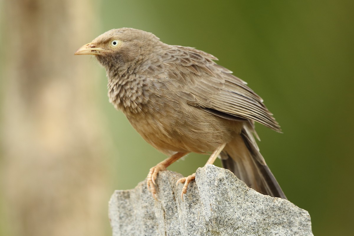 Jungle Babbler - ML76340811