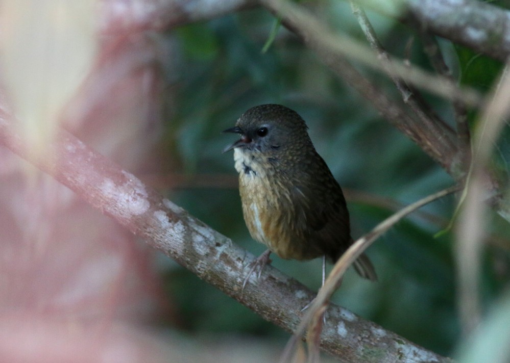 Tawny-breasted Wren-Babbler - Rofikul Islam