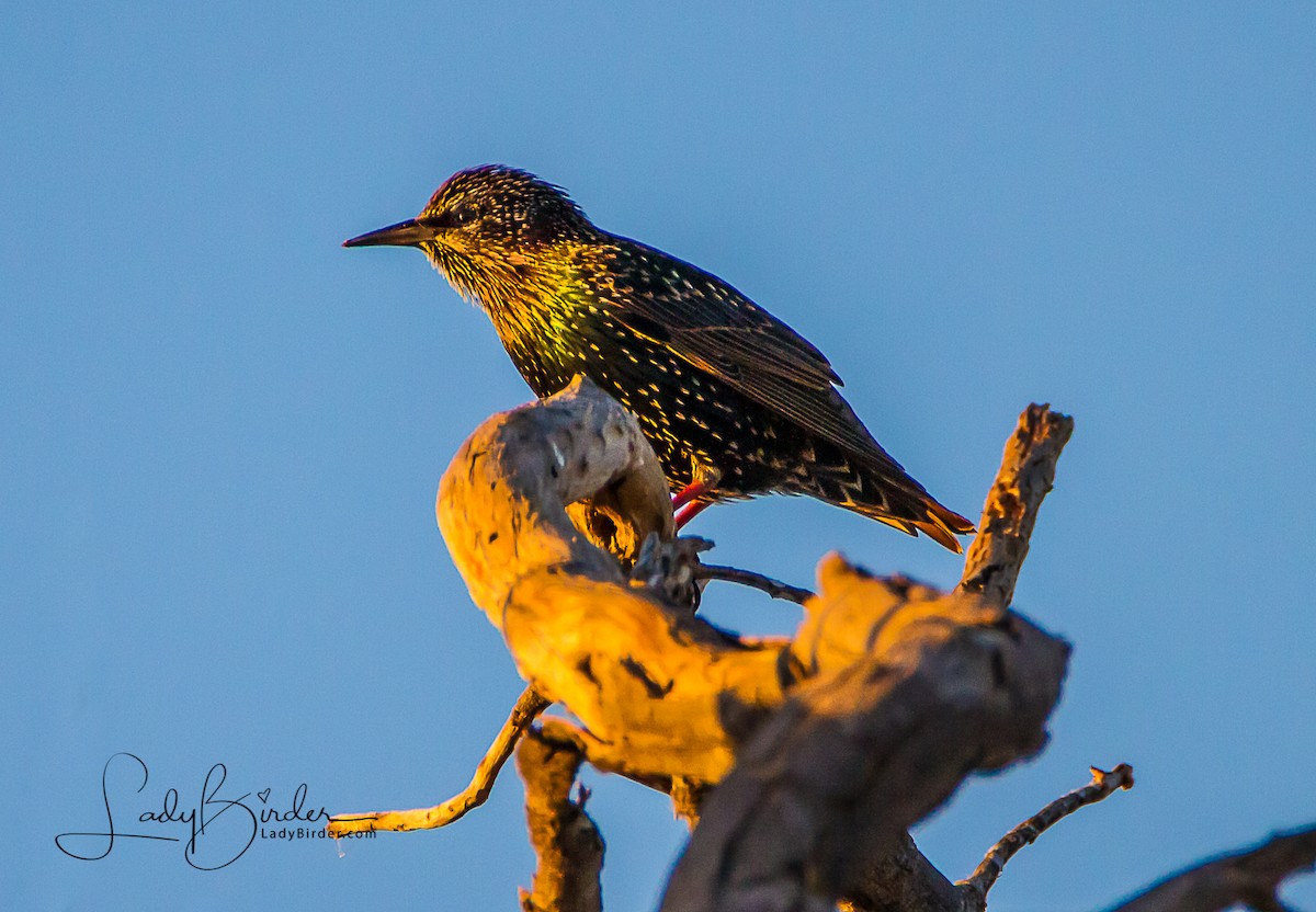 European Starling - Lyndie Mason Warner