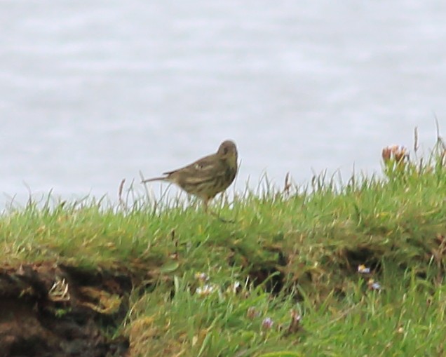 Rock Pipit - Keri Charles