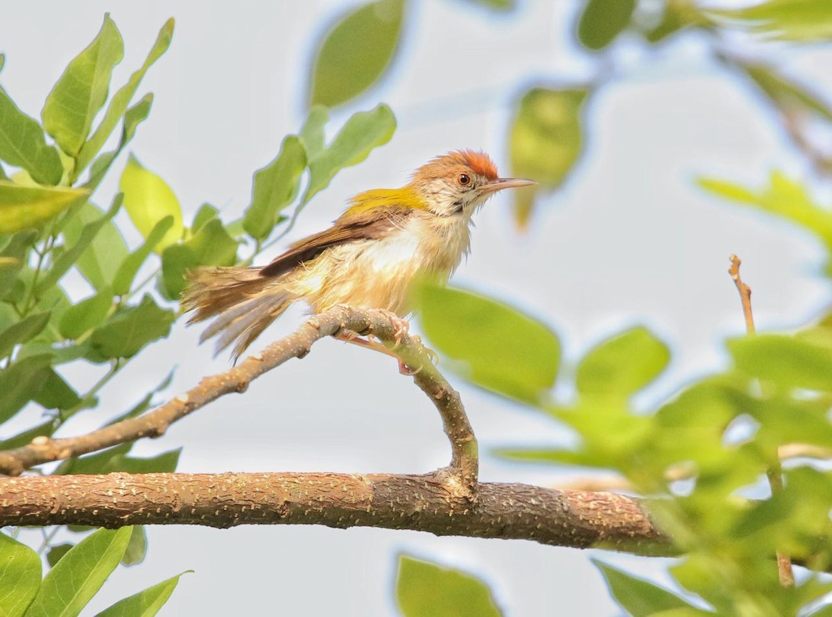 Common Tailorbird - SRINILA MAHESH K T