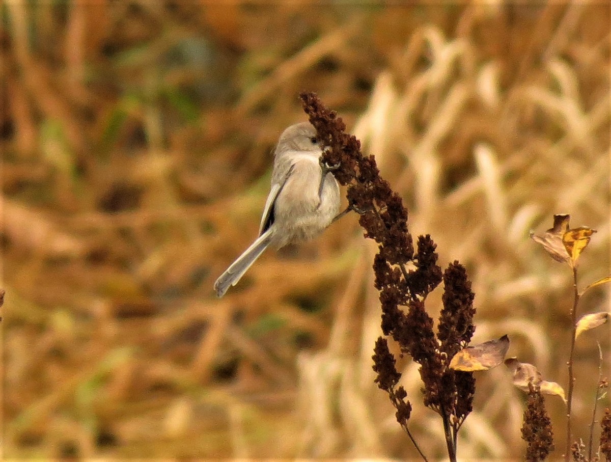 Bushtit - ML76342971