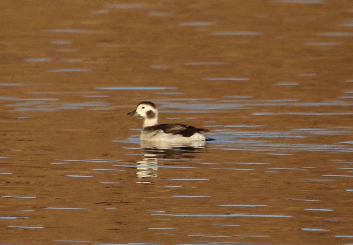 Long-tailed Duck - ML76343111