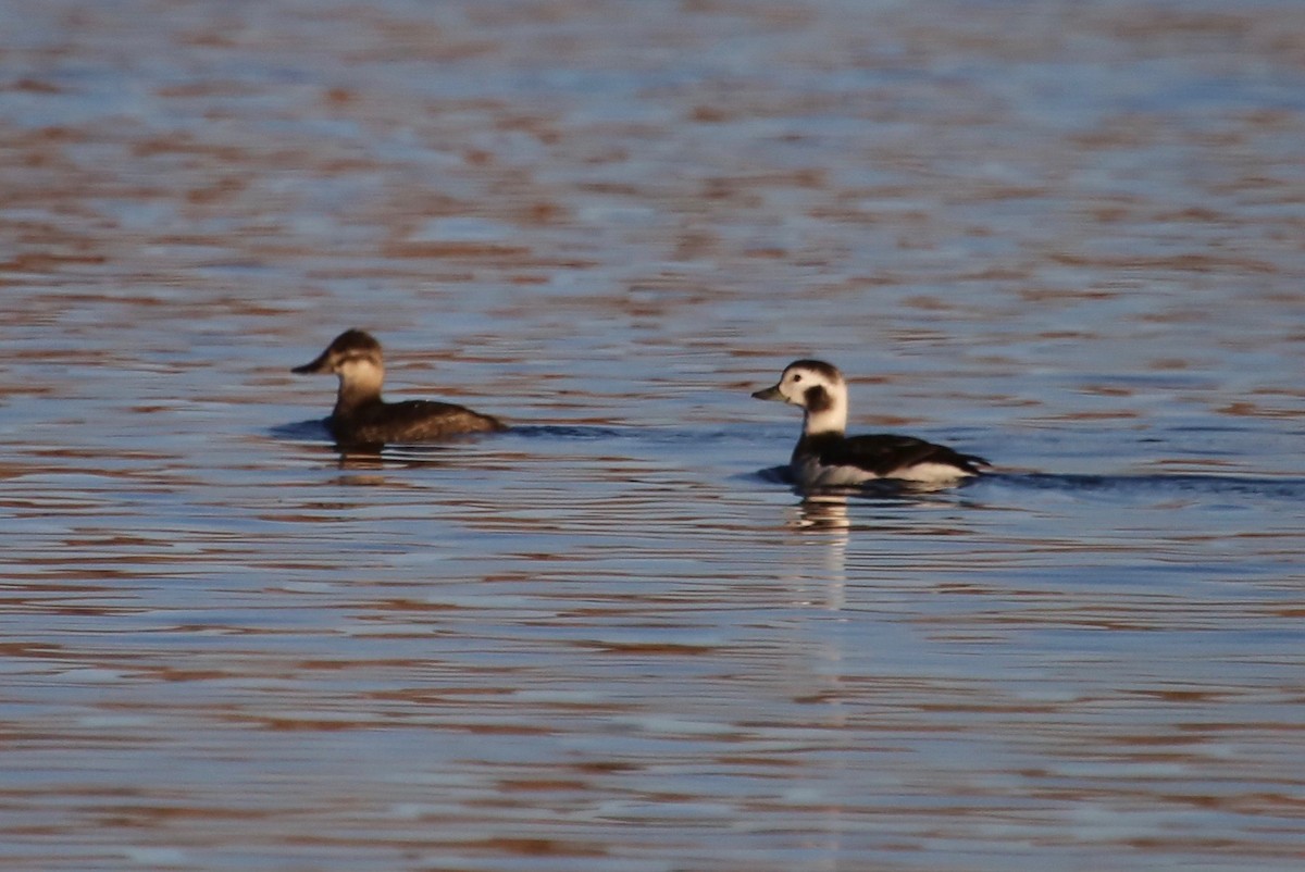 Long-tailed Duck - ML76343121