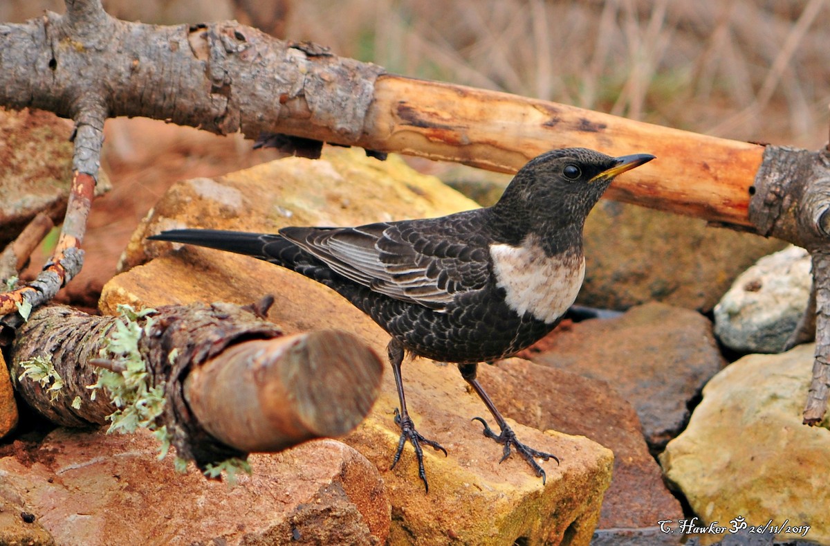 Ring Ouzel - Carl  Hawker
