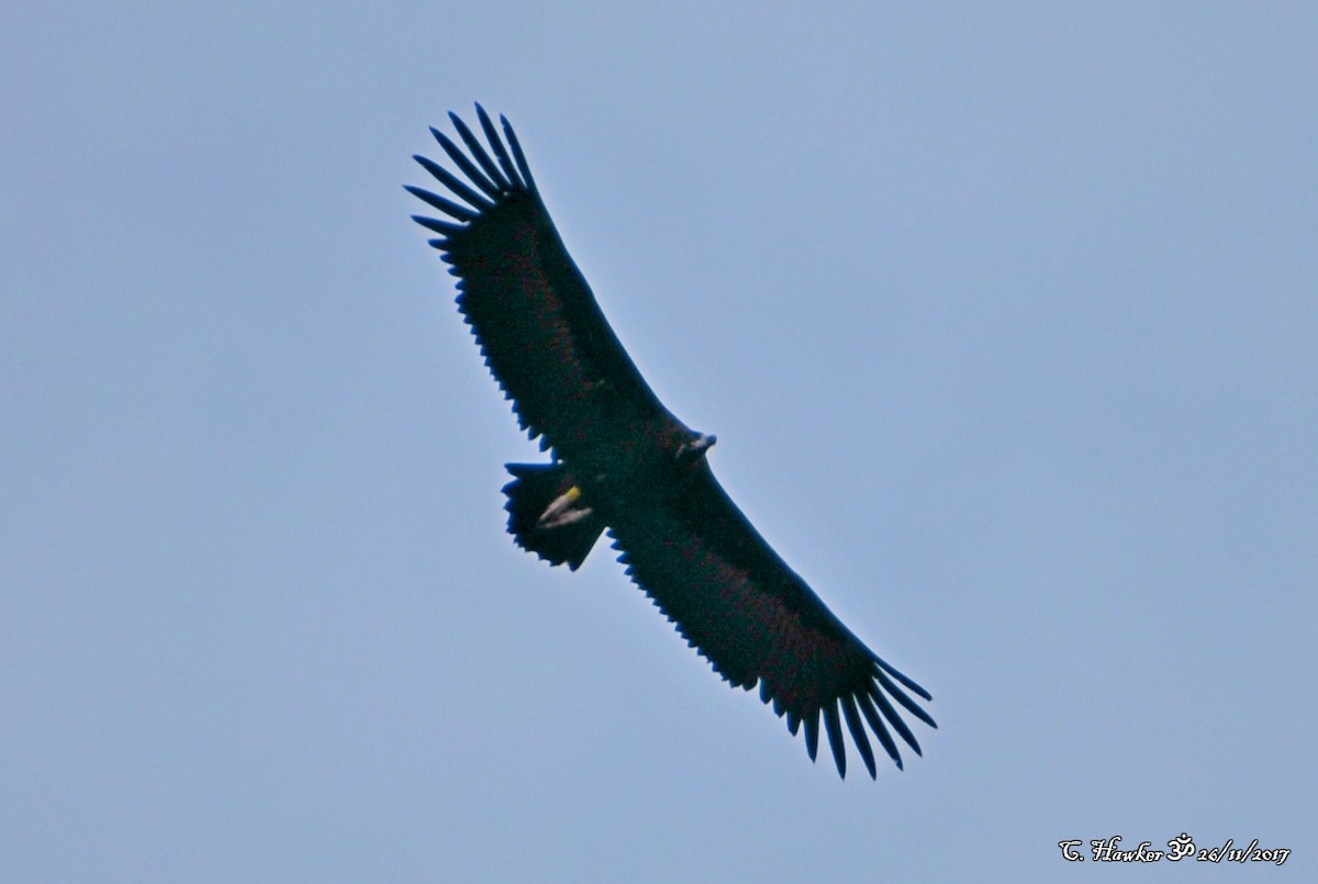 Cinereous Vulture - Carl  Hawker