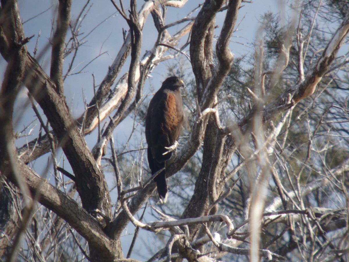 Harris's Hawk - ML76346041