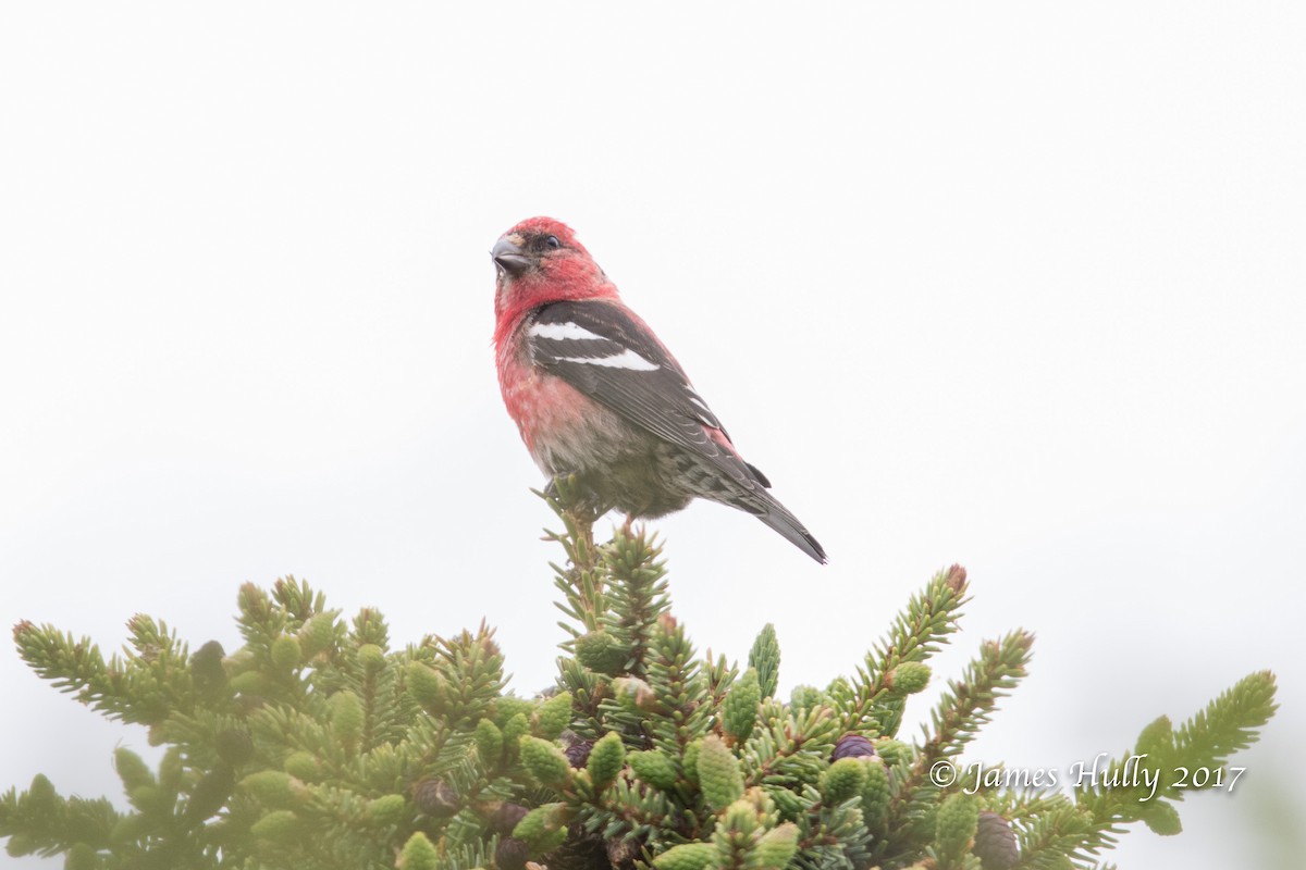 White-winged Crossbill - Jim Hully