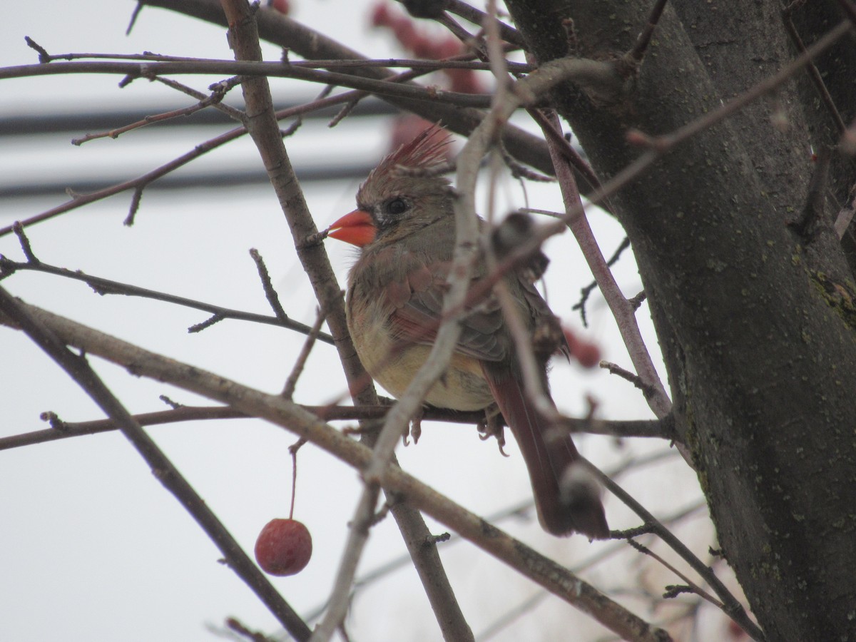 Northern Cardinal - Greg Ross