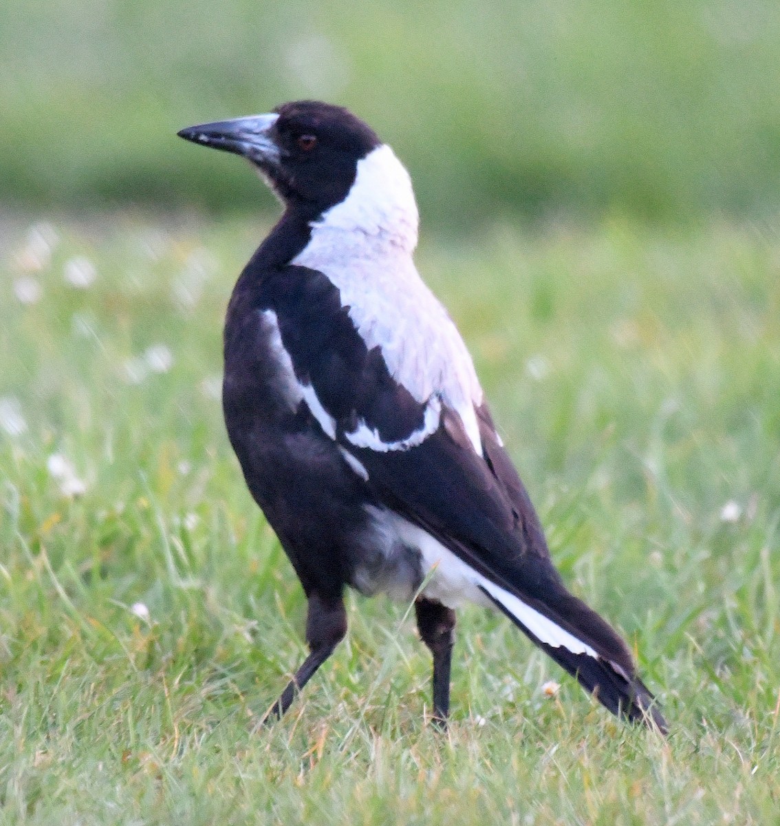 Australian Magpie - ML76348071