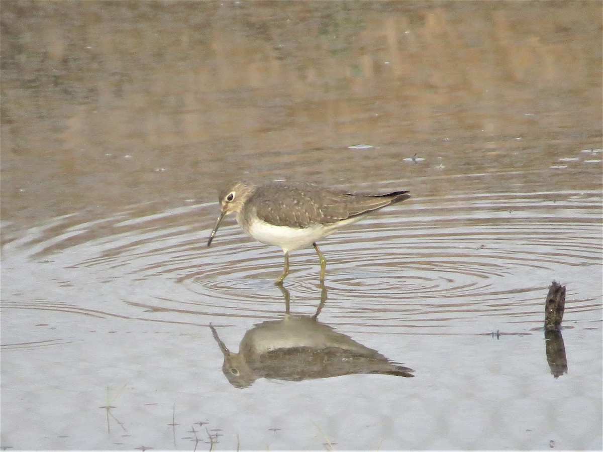 Solitary Sandpiper - ML76349761