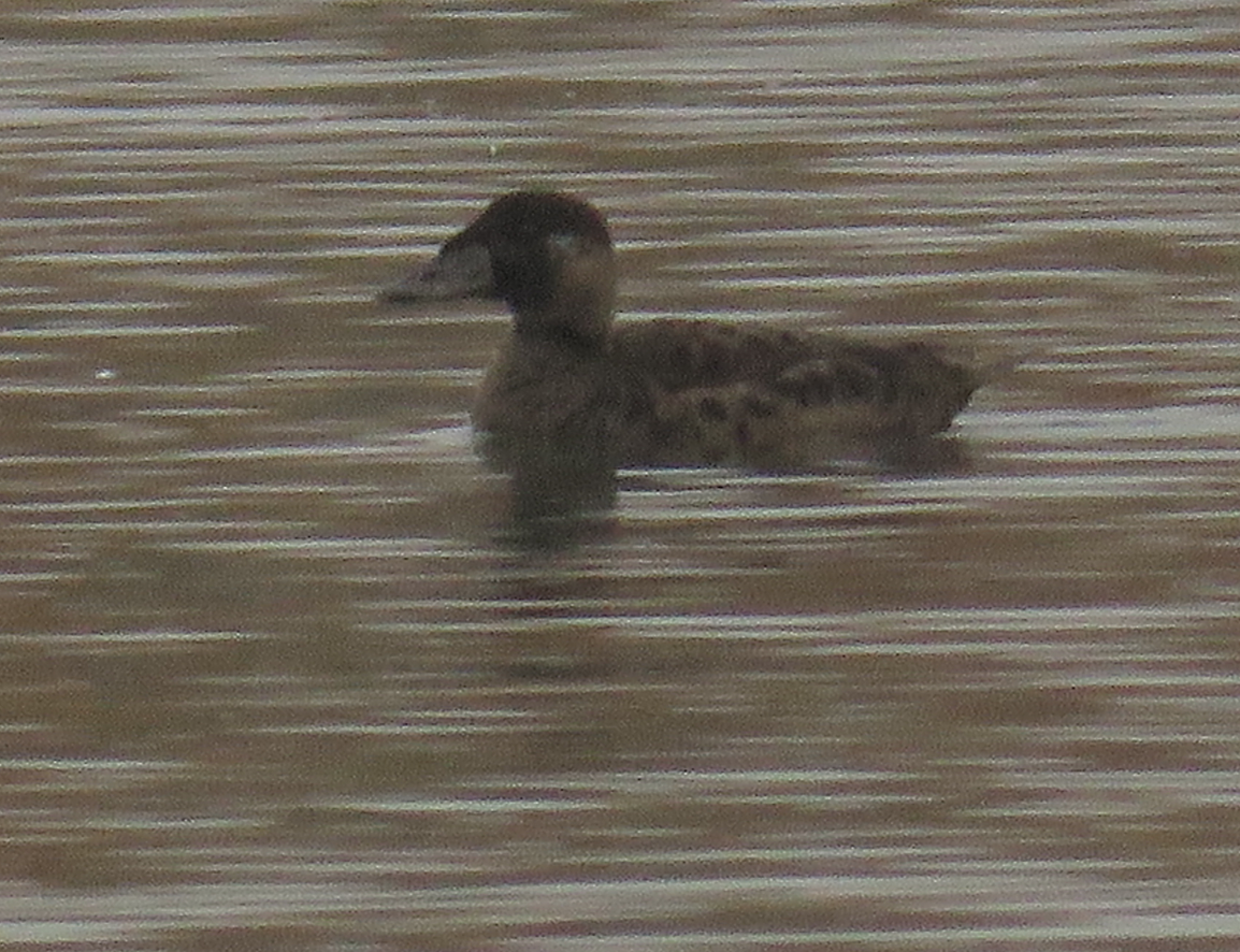 Surf Scoter - ML76350501