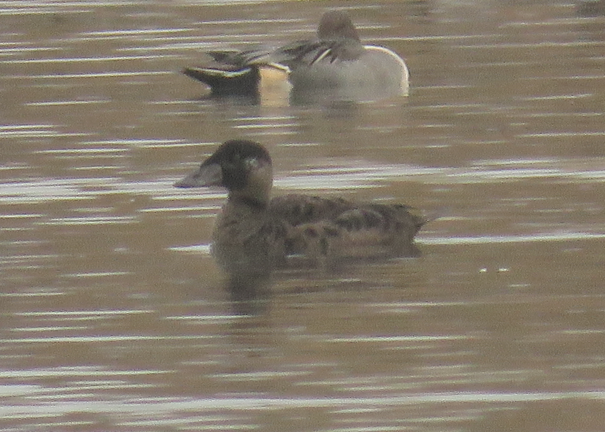 Surf Scoter - ML76350511