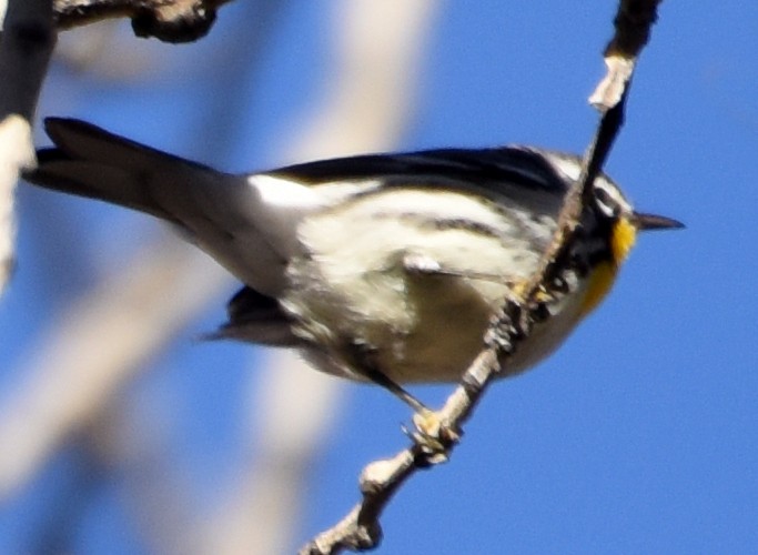 Yellow-throated Warbler (albilora) - ML76351491