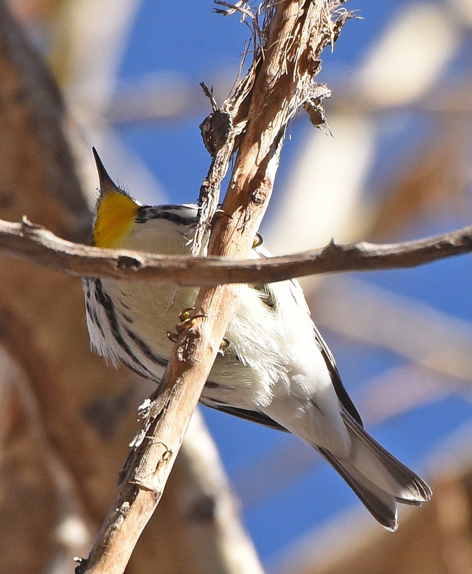 Yellow-throated Warbler (albilora) - ML76351501