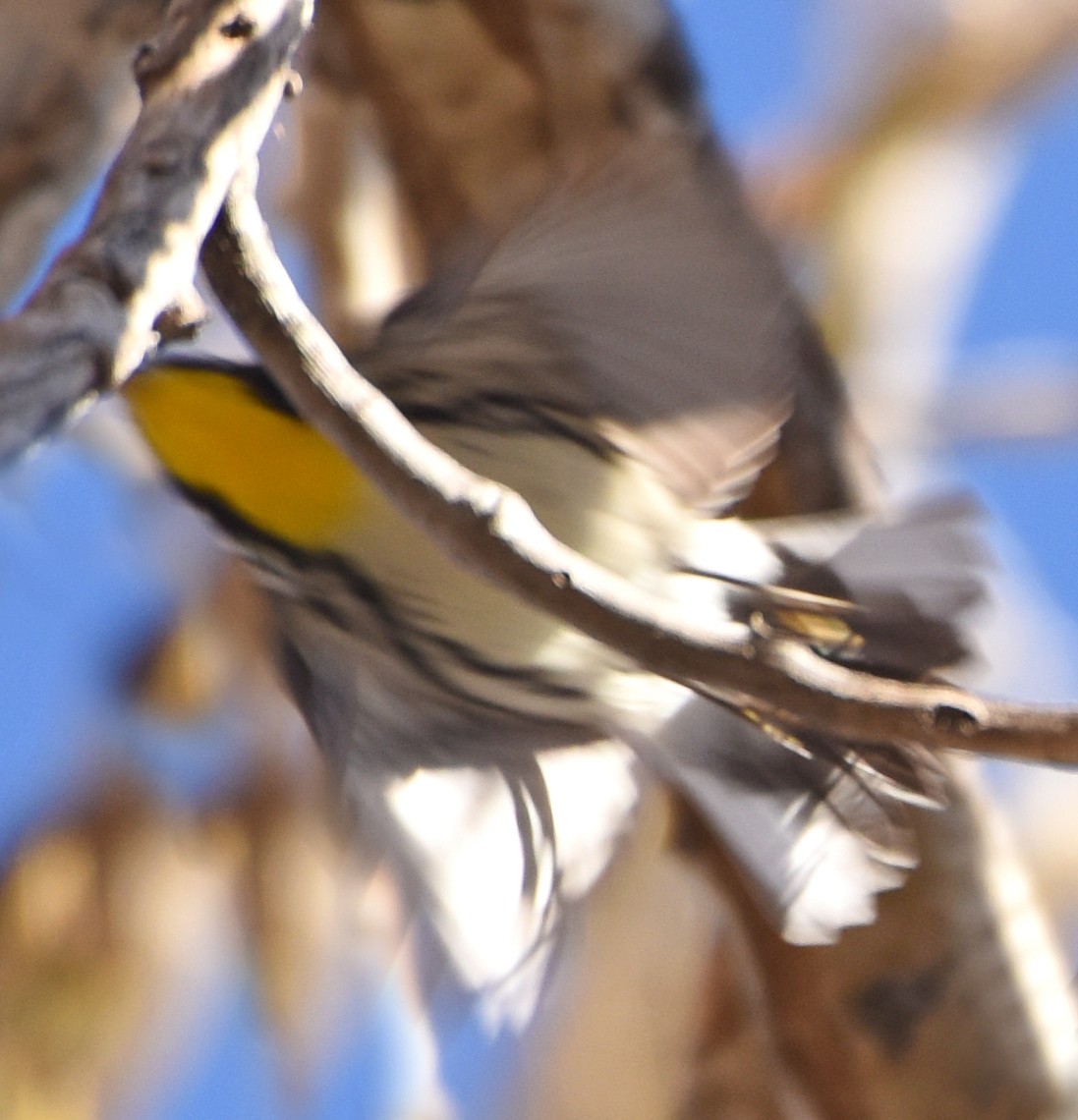 Yellow-throated Warbler (albilora) - ML76351511