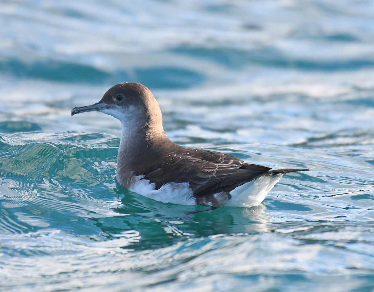 Fluttering Shearwater - ML76352111