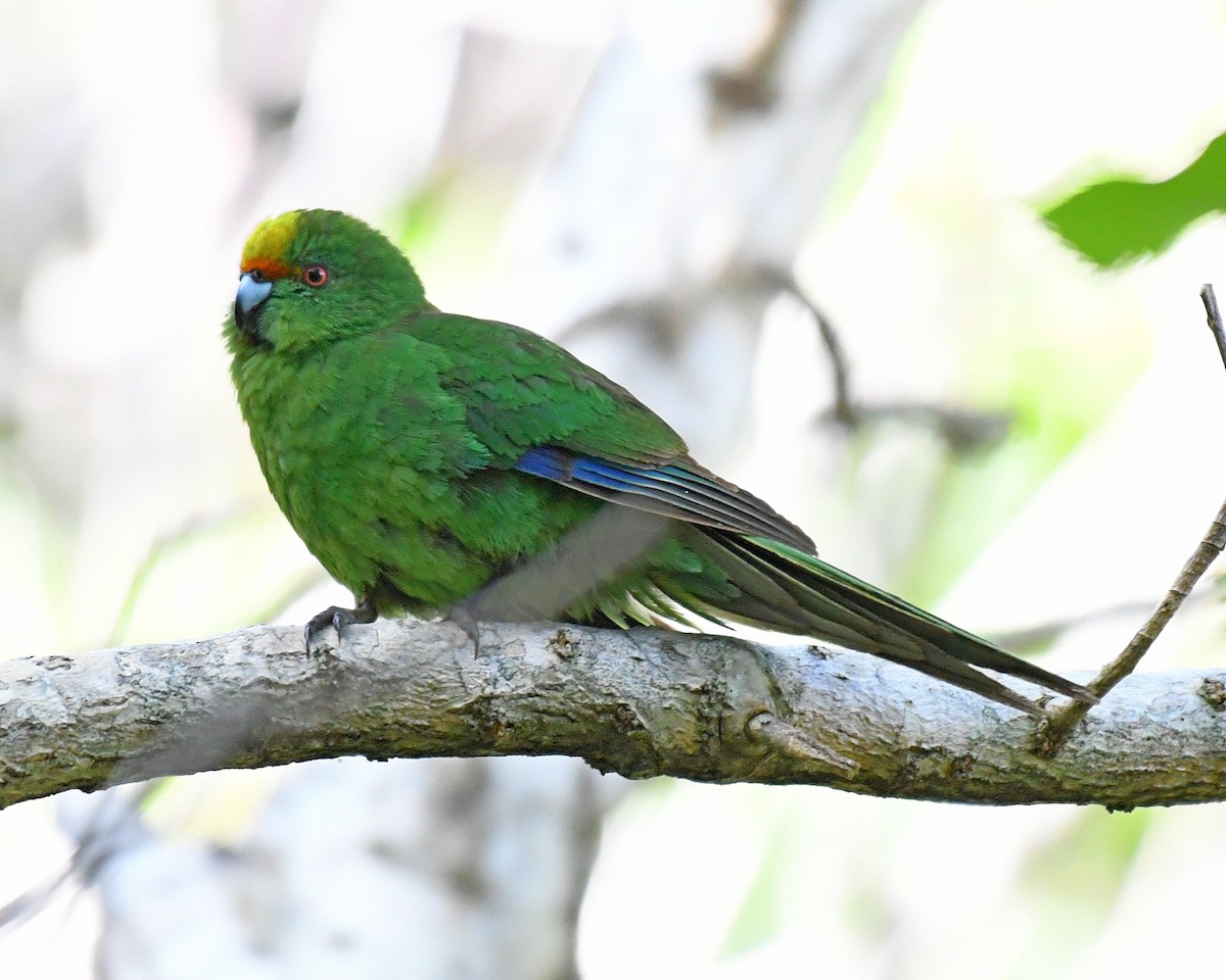 Malherbe's Parakeet - Daniel Murphy