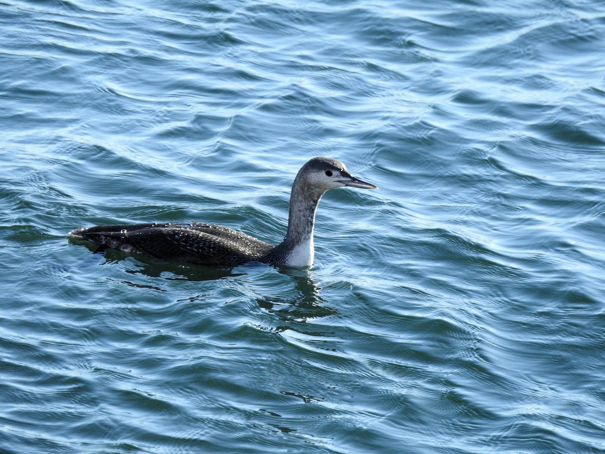Red-throated Loon - ML76354561