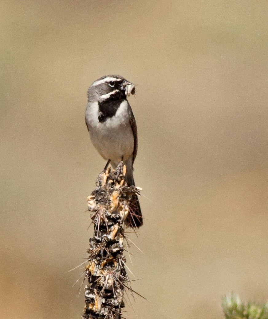 Black-throated Sparrow - Robb Hinds