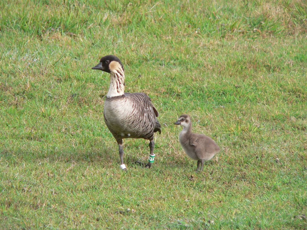 Hawaiian Goose - Nicholas Sly
