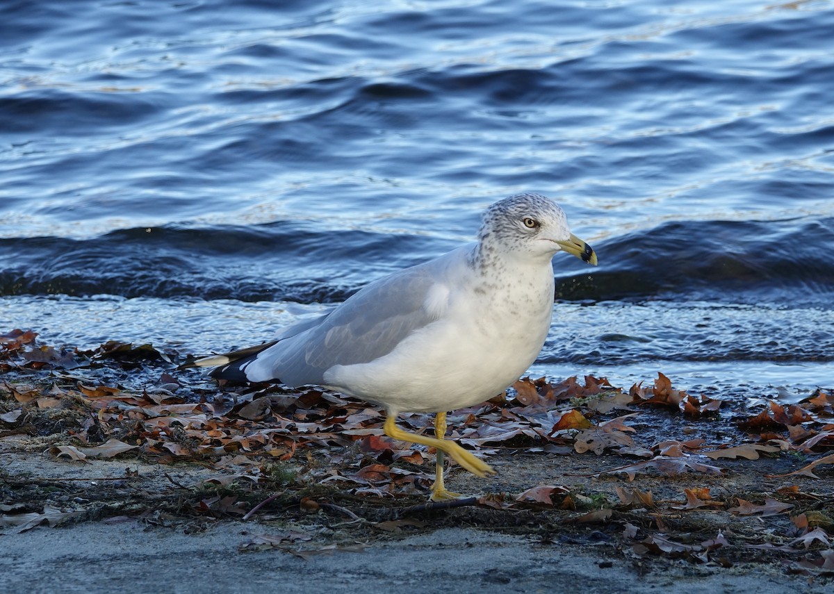 Ring-billed Gull - Robert Dixon