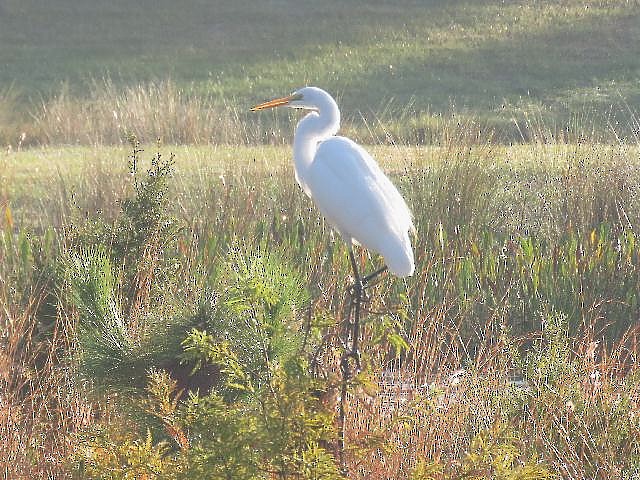 Great Egret - ML76356521