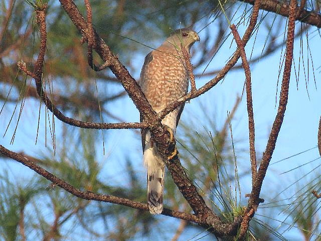 Cooper's Hawk - ML76356751